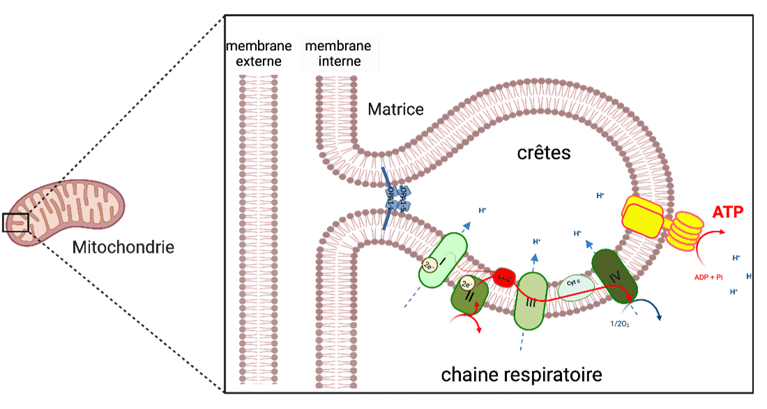 Image représentant l'organisation structurale d'une mitochondrie et la chaîne respiratoire