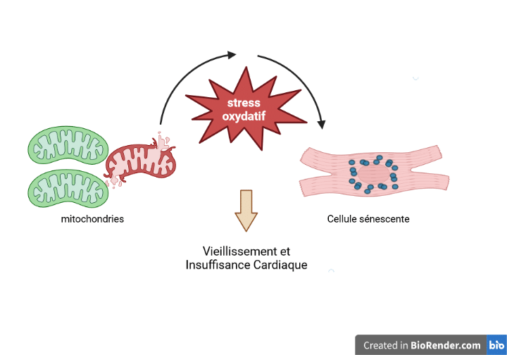 Schémas de mitochondries et de cellule sénescente