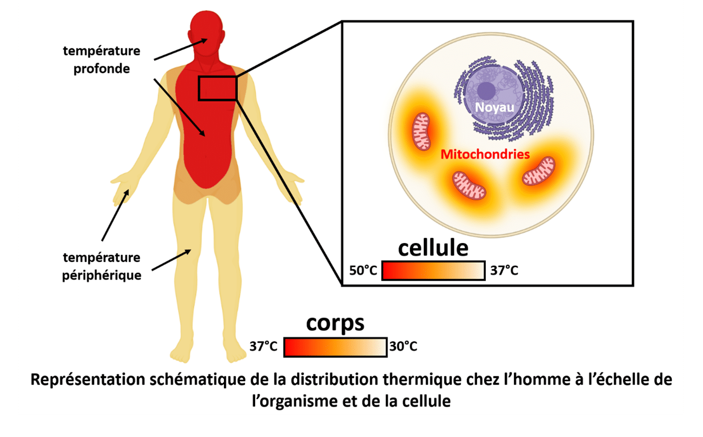 Représentation schématique de la distribution thermique chez l'homme à l'échelle de l'organisme et de la cellule