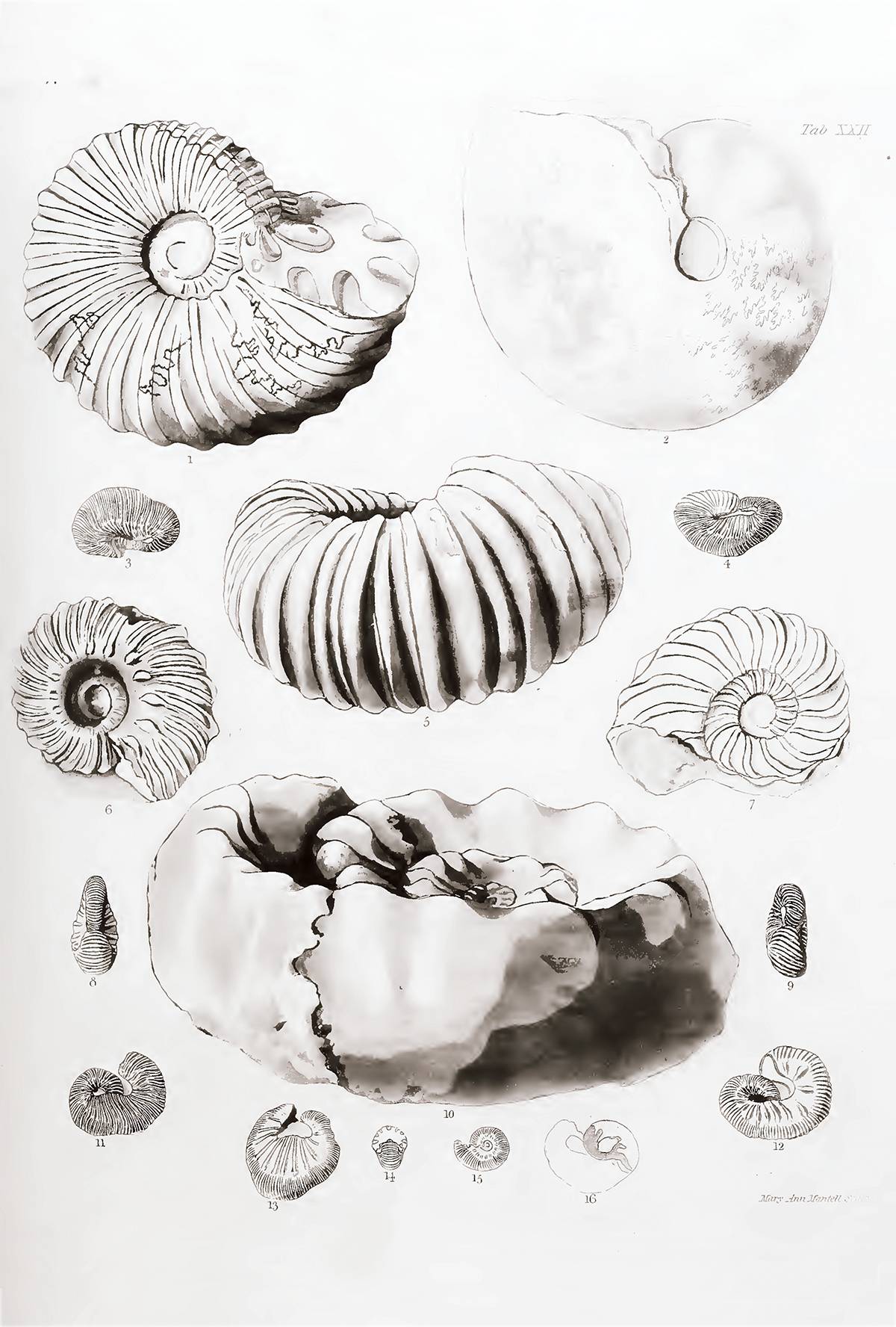 Planche réalisée (et signée, en bas à droite) par Mary Mantell et illustrant des ammonites crétacées d’Angleterre ; cette planche est issue de l’ouvrage de son mari, Gideon Mantell, The Fossils of the South Downs (1822), qu’elle a largement illustré et où elle apparaît comme illustratrice sur la page de garde.