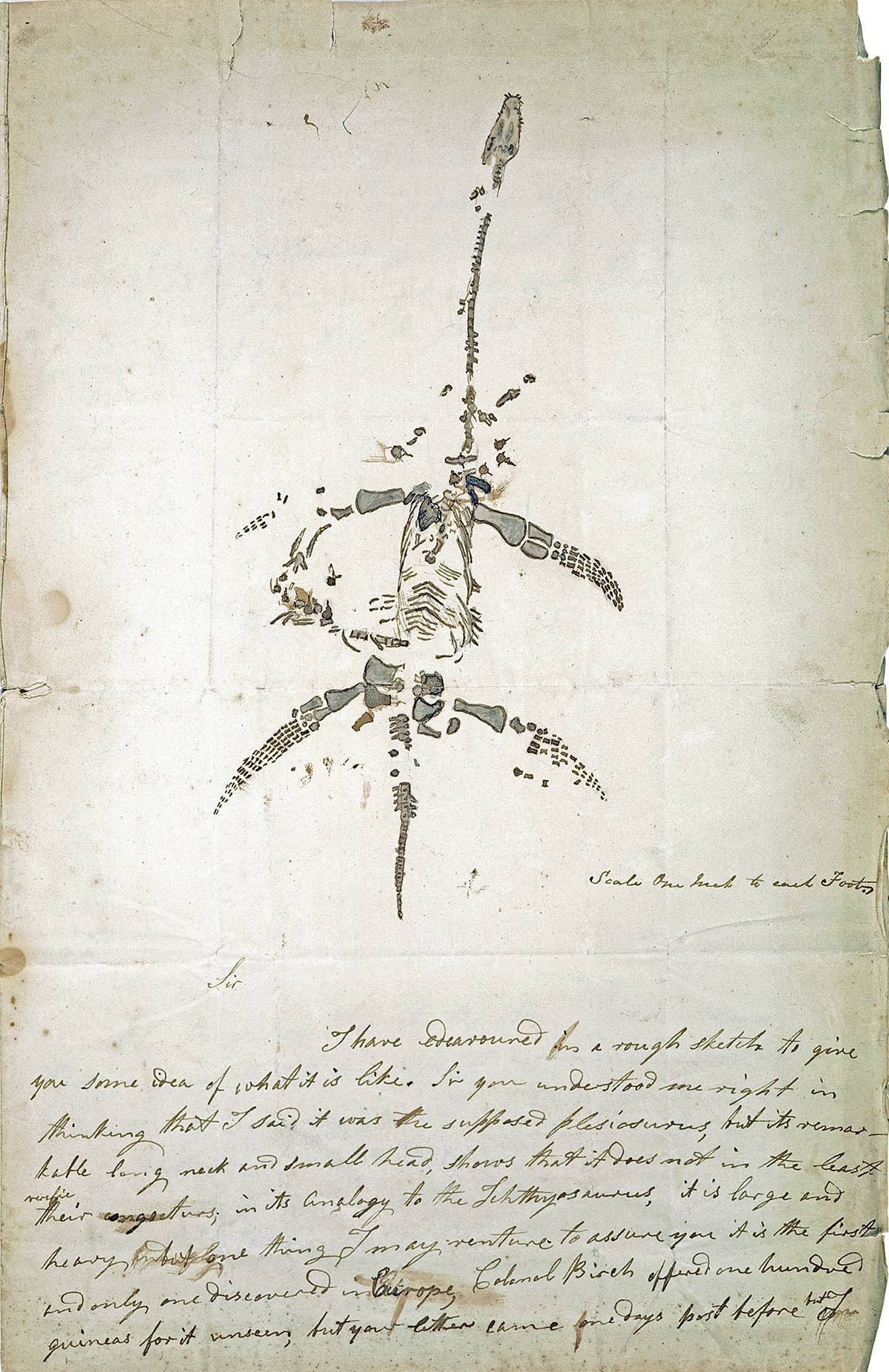 Illustration réalisée par Mary Anning du premier squelette de plésiosaure trouvé complet. Elle le découvrit en 1823 dans le Jurassique inférieur (environ -200 Ma) de Lyme Regis (Dorset) et le prépara elle-même. Cette illustration est tirée d’une correspondance personnelle.