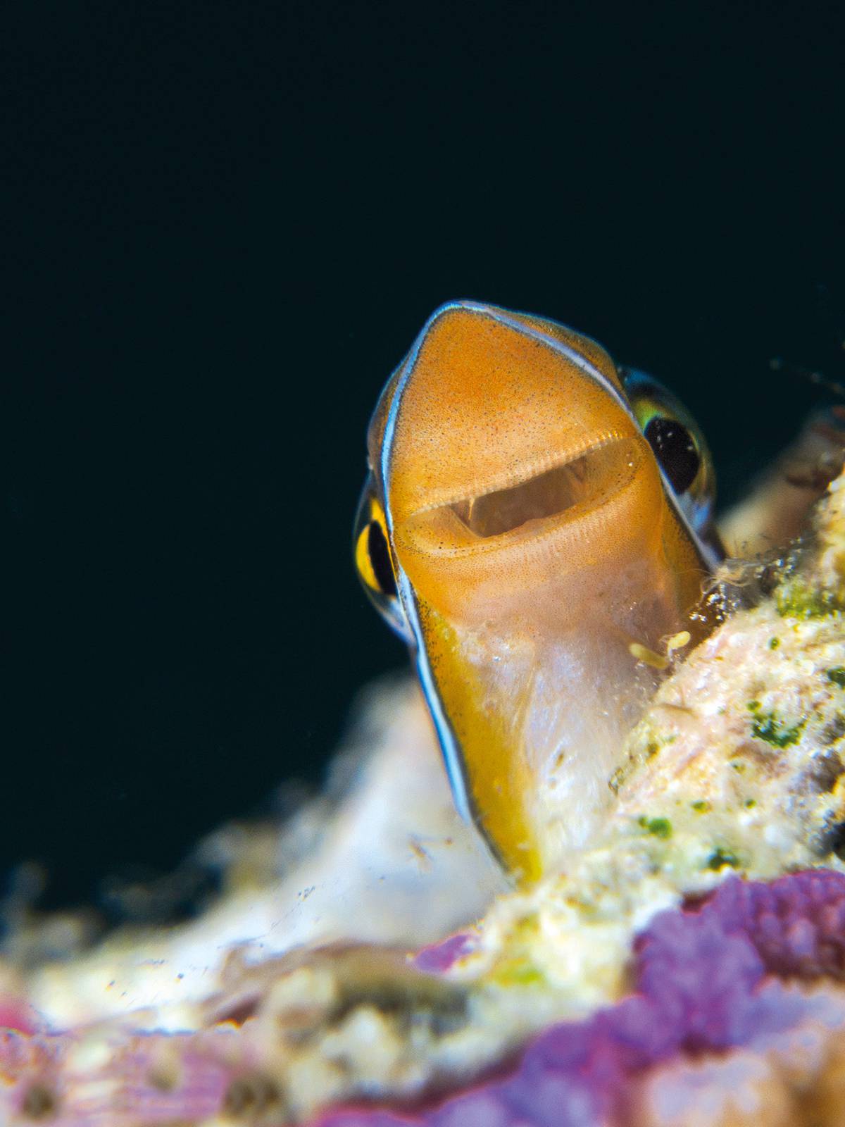 Le faux labre nettoyeur, Aspidontus taeniatus (cliché C. Gloor/CC).