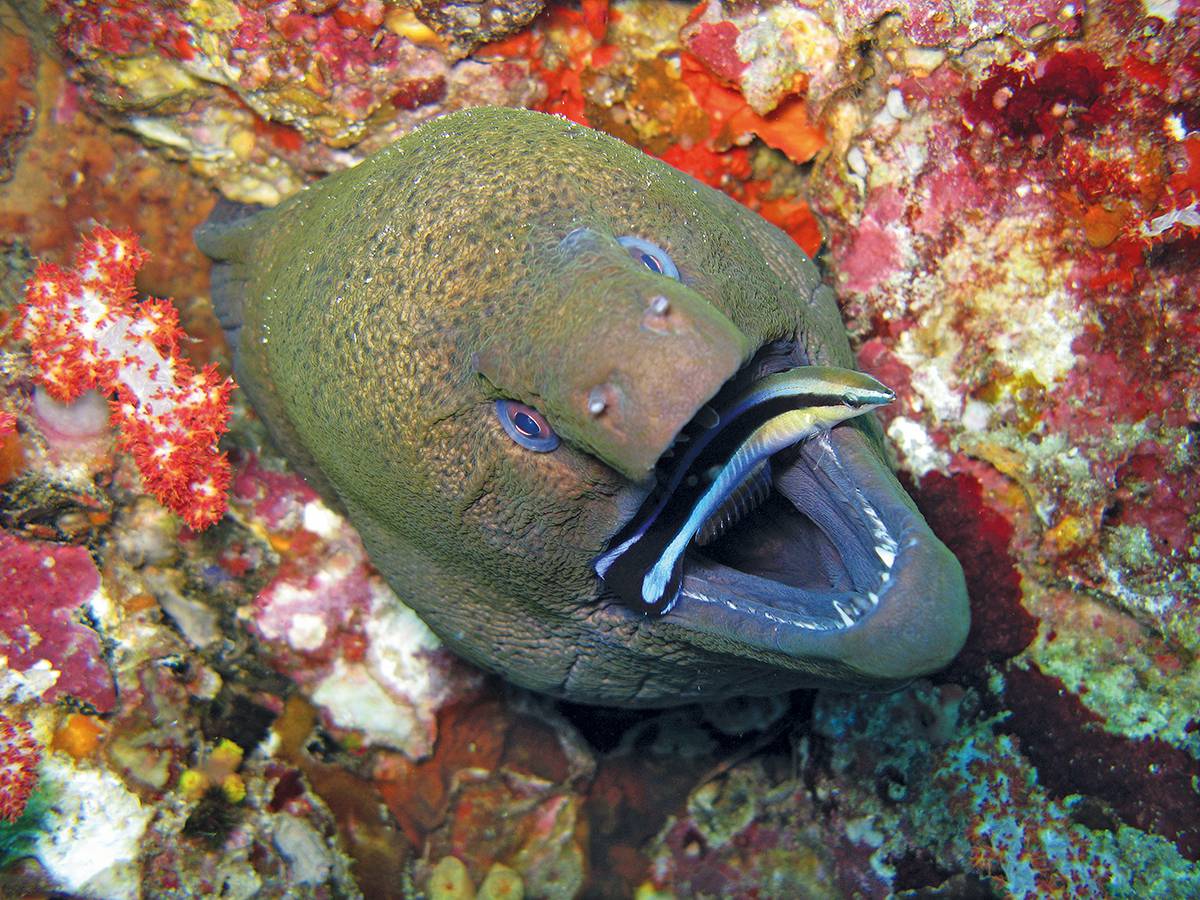 Labre nettoyeur commun dans la gueule d’une murène géante, Gymnothorax javanicus (cliché S. Baron/CC).