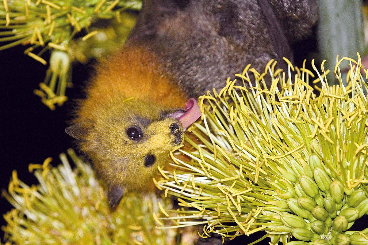Contrairement à ce que l’on pourrait penser, les chauves-souris ne sont pas les seuls mammifères capables d’assurer la pollinisation. Ici, une roussette à tête grise, la plus grande des chauves-souris australiennes, se nourrissant de nectar. Les poils de sa tête sont couverts de pollen (cliché A. Mercer/CC).