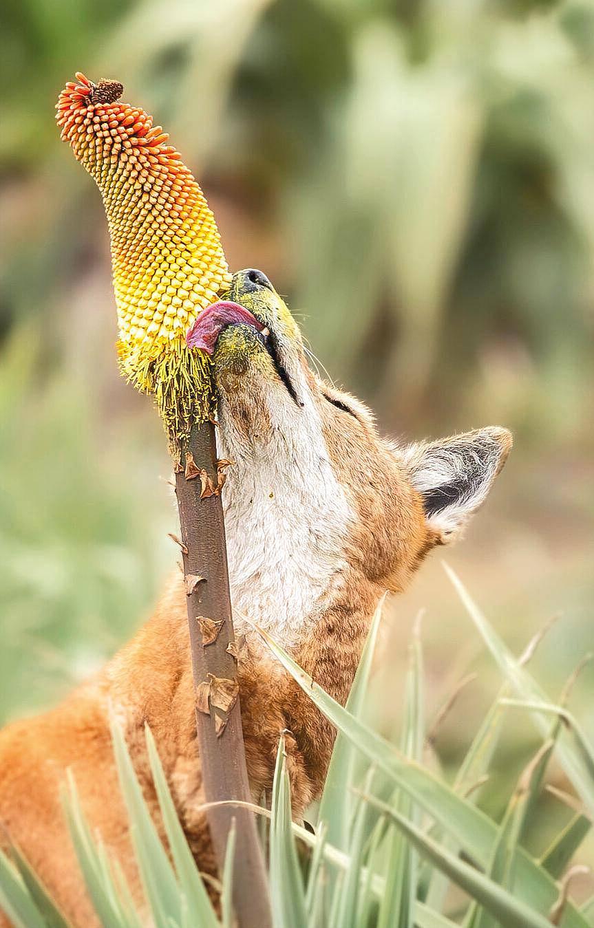 Ce loup d’Abyssinie, une espèce très rare de canidé, lèche l’inflorescence d’un tison de Satan, sur les hauts plateaux alpins du massif du Balé, en Éthiopie. Ce faisant, son museau se couvre de grains de pollen (cliché A. Lesaffre/S. Lai et al., 2024 – Ecology/CC).