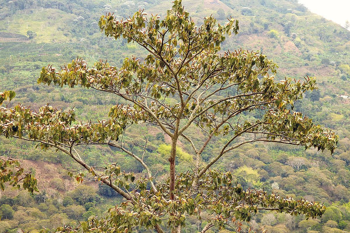 Le fromager pyramidal, ou balsa. Ses fleurs sont visitées par deux mammifères nectarivores : l’olingo et le kinkajou (cliché A. Bayer Tamayo/CC).