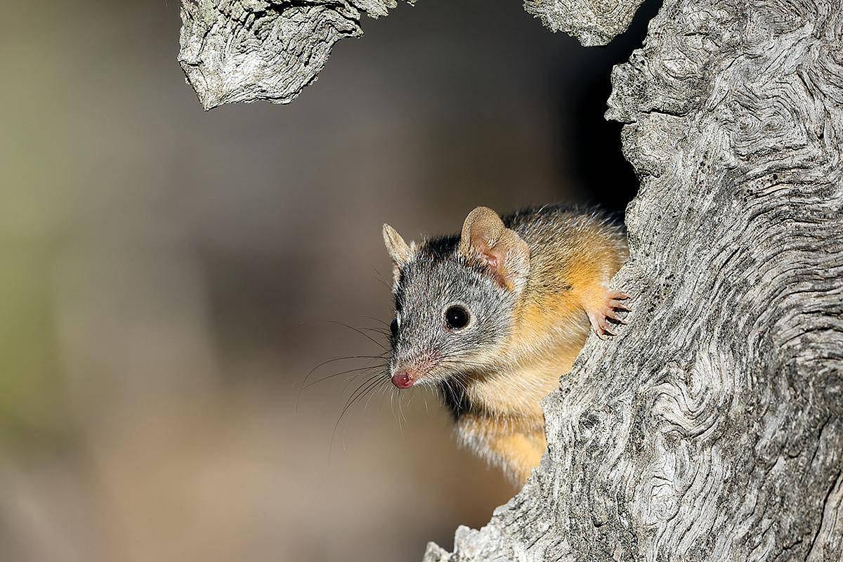 L’antéchinus à pattes jaunes, ou “souris marsupiale”, se nourrit principalement du nectar des fleurs de banksias en Australie (cliché patrickkavanagh/CC).