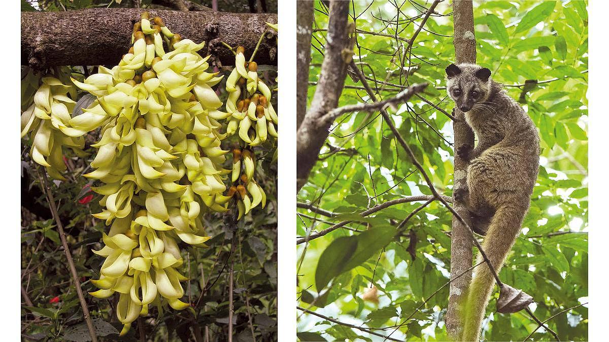 La civette palmiste masquée (à droite), un petit carnivore de l’Est asiatique, a récemment été reconnue comme une pollinisatrice de Mucuna birdwoodiana, une plante que l’on pensait, jusqu’à récemment, être uniquement fécondée par l’action de chauves-souris (clichés R. Gassah/CC et HQ Flower Guide/CC).