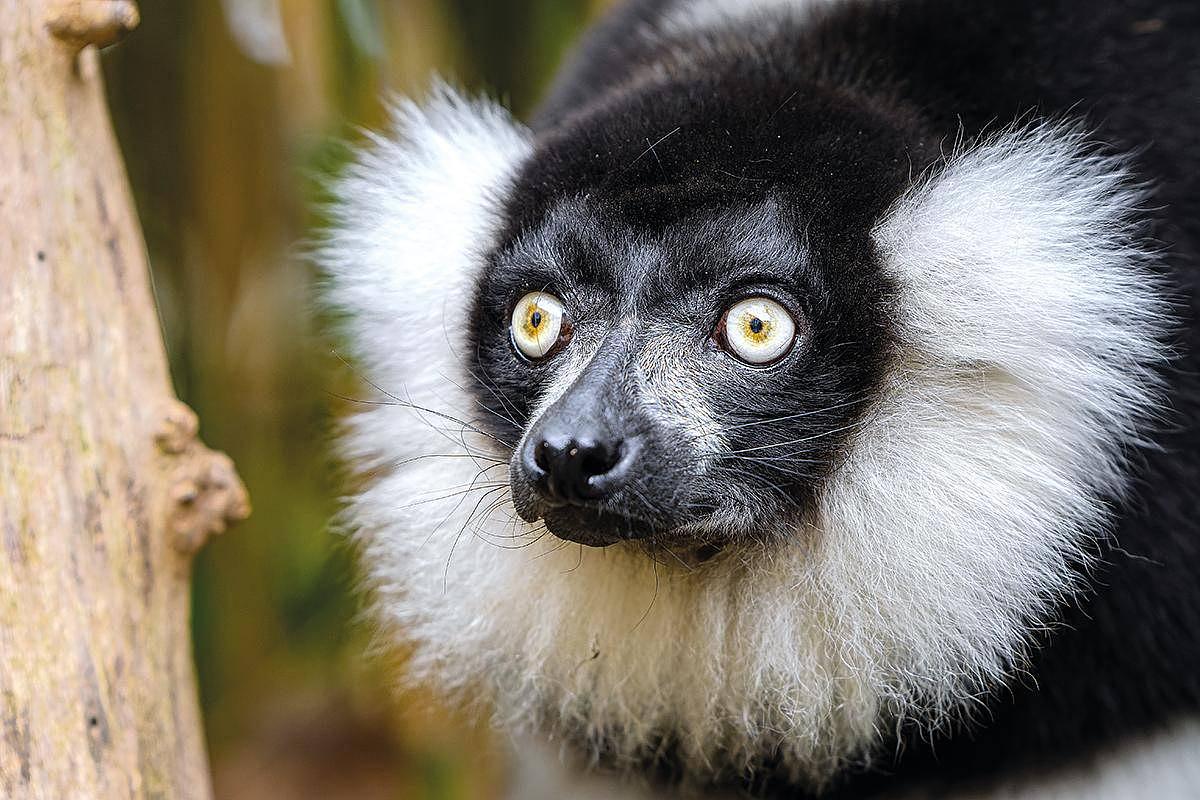 Certains lémuriens de Madagascar comme le maki noir et blanc sont, par moments, d’efficaces pollinisateurs de l’arbre du voyageur quand ils se délectent de son nectar (cliché M. Appel/domaine public).