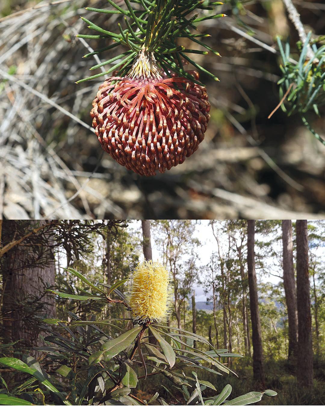 Banksia nutans et B. integrifolia sont toutes deux pollinisées par des mammifères terrestres. Si l’inflorescence de la première est assez terne et placée près du sol, celle de la seconde est bien voyante et haut perchée (clichés G. Tasney et J. Tann/CC).