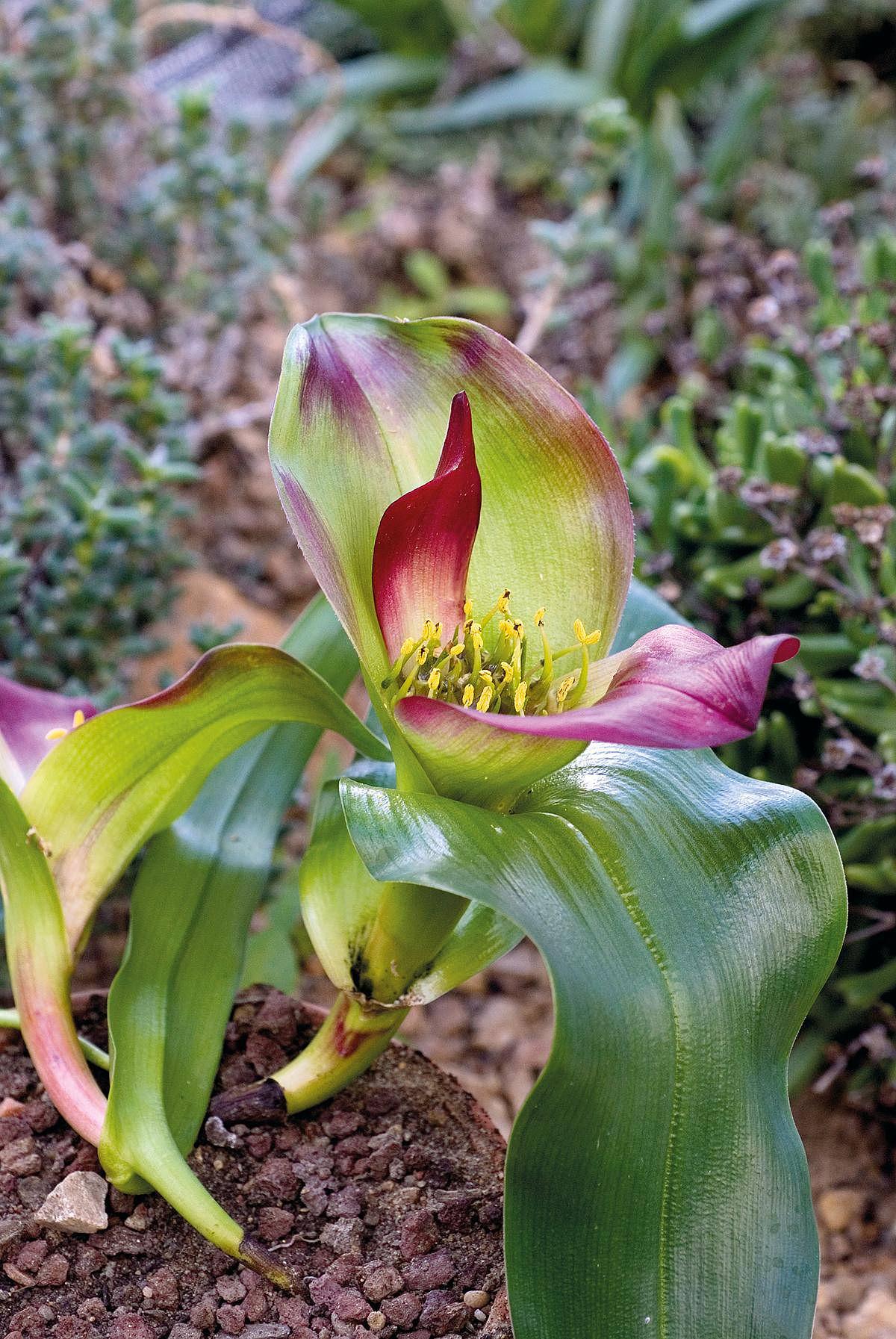 L’inflorescence basse et évasée d’Androcymbium pulchrum (cliché L. Carré/Jardin botanique de Lyon/CC).