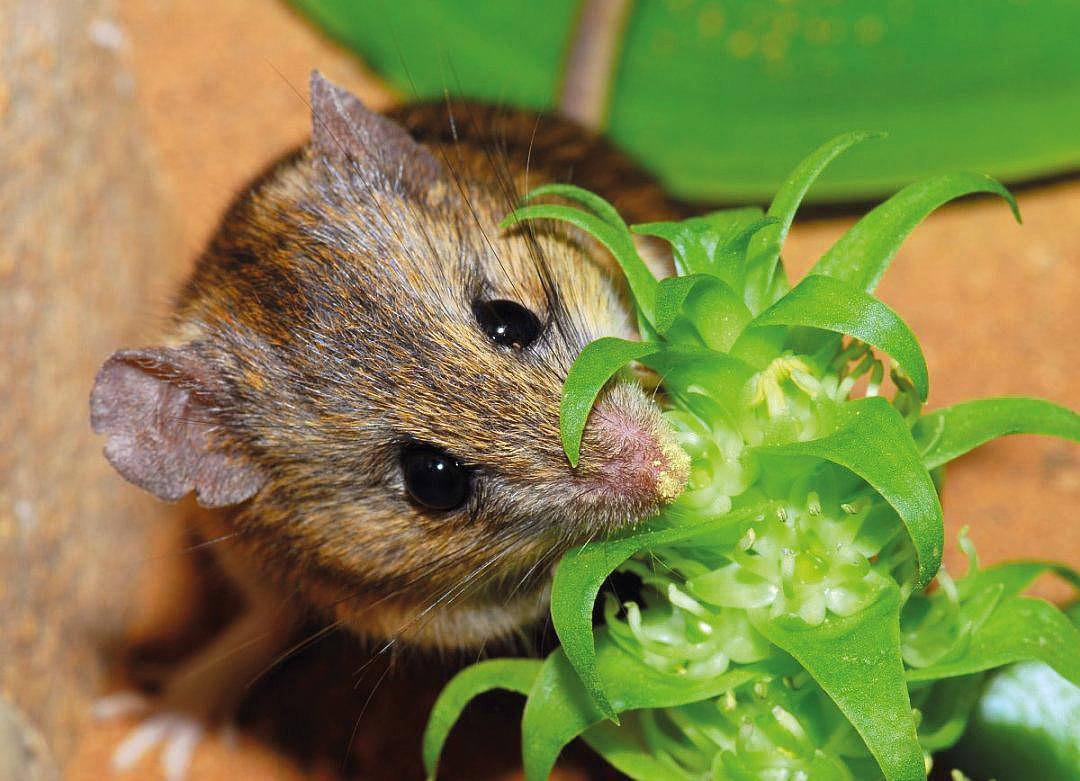 Le rat de Namaqua léchant le nectar du lys des pagodes, une autre plante des déserts d’Afrique australe (cliché P. Wester/CC).