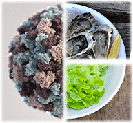 Norovirus, huitre et salade