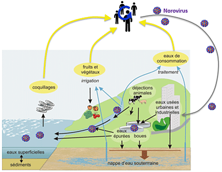 Schéma représentant le cycle de transmission des norovirus dans l’environnement