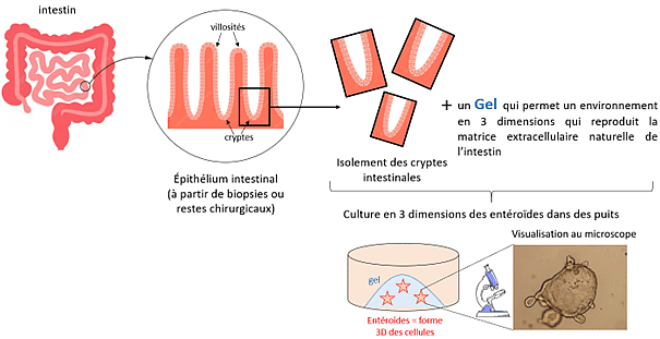 Schéma de la méthode expérimentale impliquant les entéroïdes (mini-intestin 3D en culture)